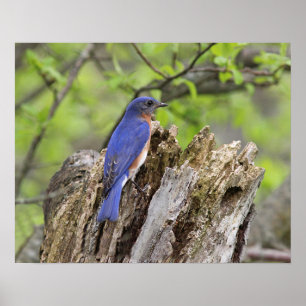 Eastern Bluebird Poster