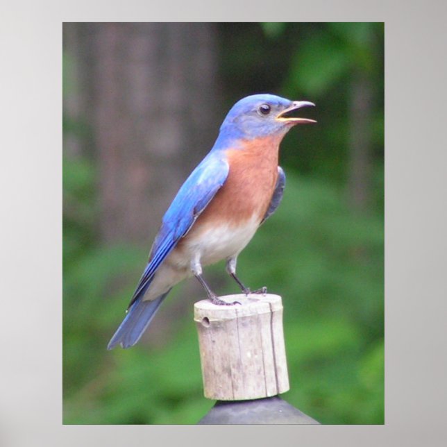 Eastern Bluebird Poster (Front)