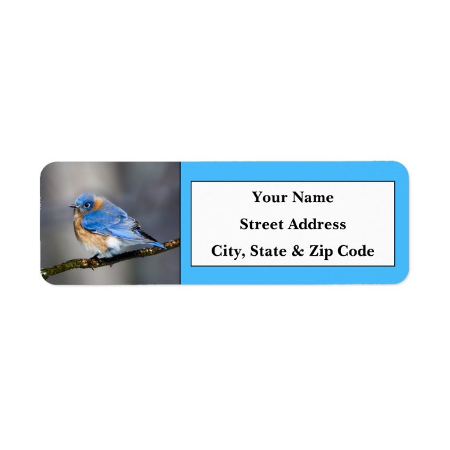 Eastern Bluebird Return Address Labels (Front)