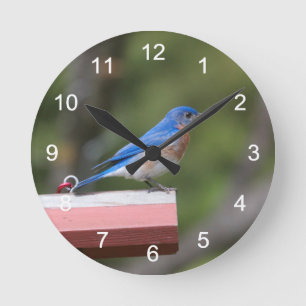 Eastern Bluebird Round Clock