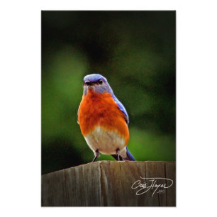 Eastern Bluebird Wall Decor Photo