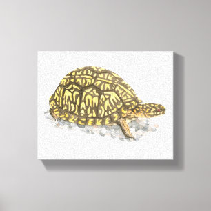 Eastern Box Turtle Canvas Print