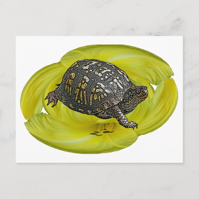 Eastern Box Turtle Coordinating Items Postcard (Front)