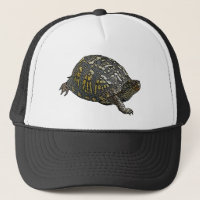 Eastern Box Turtle Coordinating Items