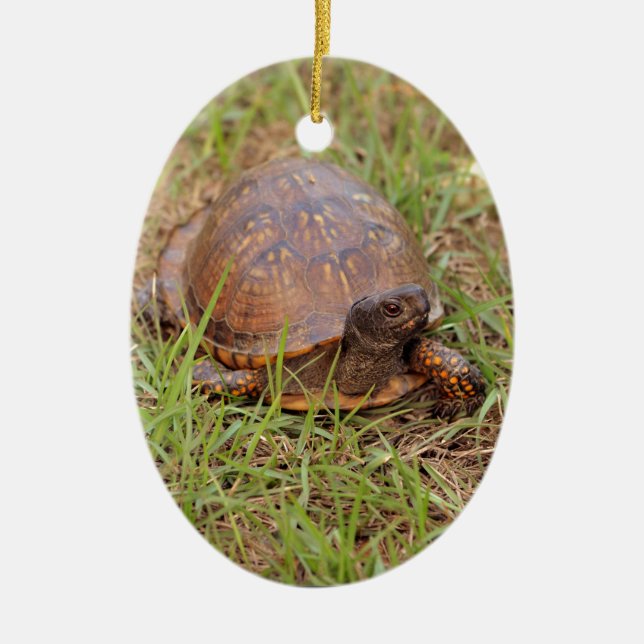 Eastern Box Turtle (North Carolina and Tennessee) Ceramic Ornament (Front)