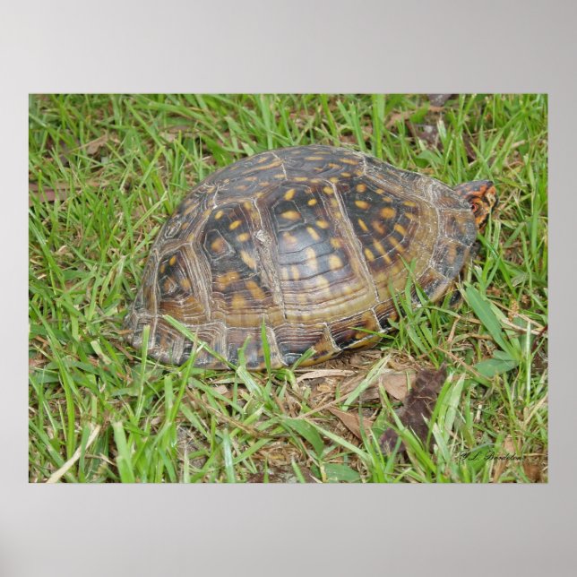 Eastern Box Turtle Peeking Poster (Front)