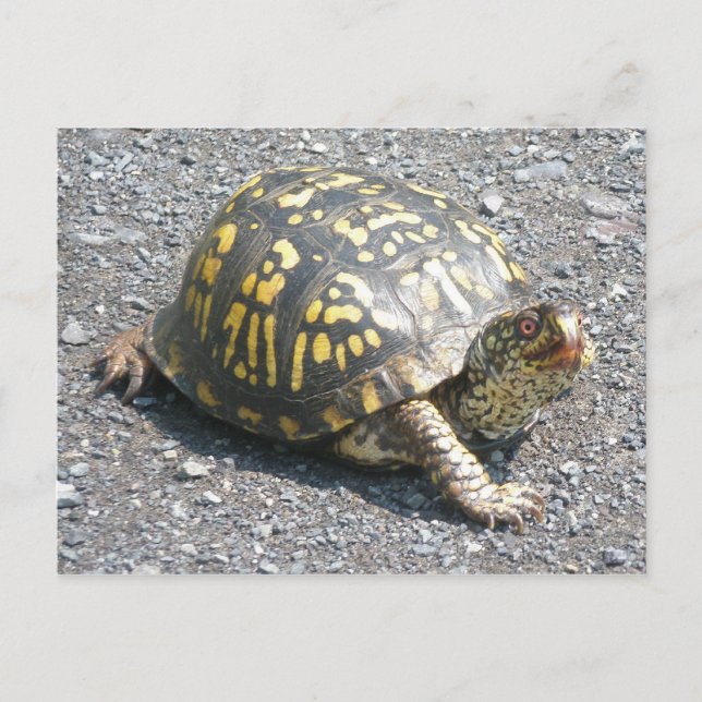 Eastern Box Turtle Postcard (Front)