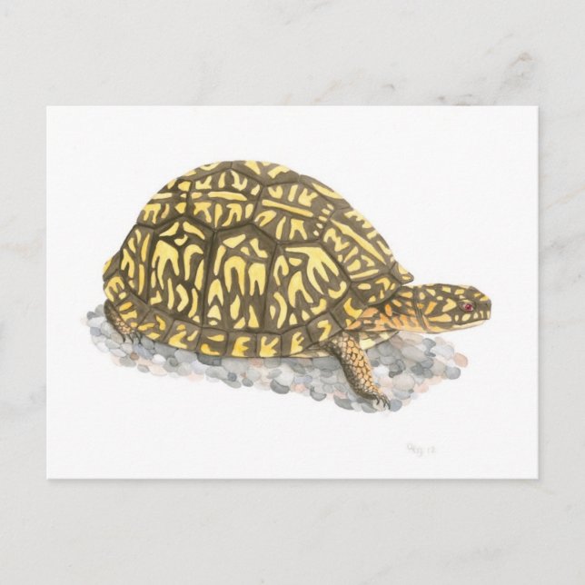 Eastern Box Turtle Postcard (Front)
