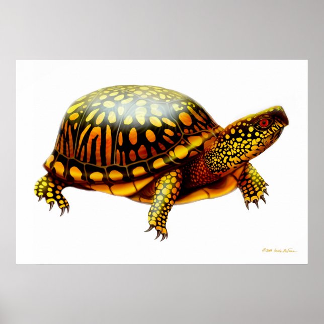 Eastern Box Turtle Print (Front)