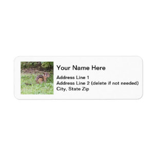 Eastern Chipmunk