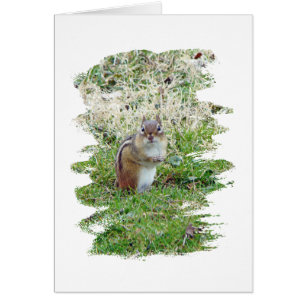 Eastern Chipmunk