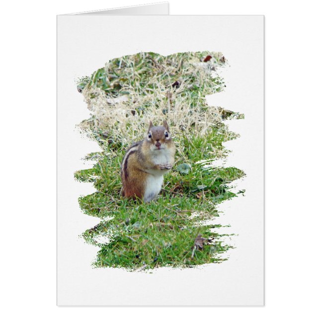 Eastern Chipmunk (Front)