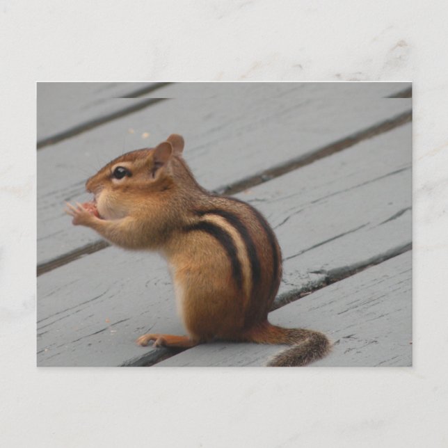 Eastern Chipmunk Feeding in Southern Ontario Postcard (Front)