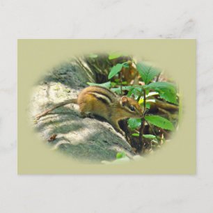Eastern Chipmunk on Stump Postcard