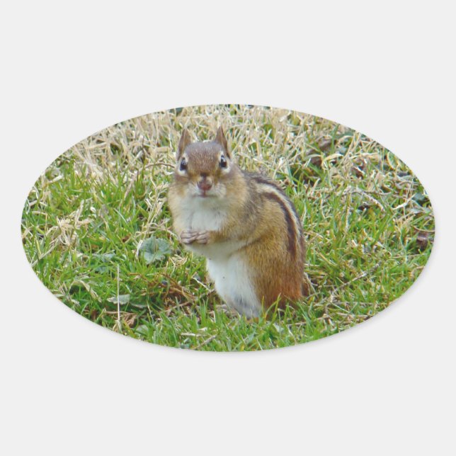 Eastern Chipmunk Oval Sticker (Front)