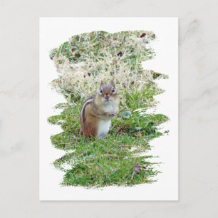 Eastern Chipmunk Postcard