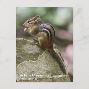 Eastern Chipmunk Postcard