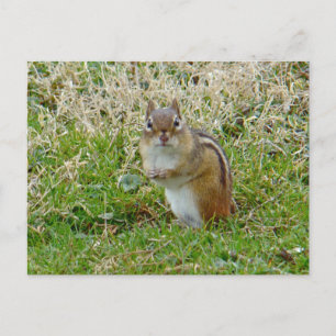 Eastern Chipmunk Postcard