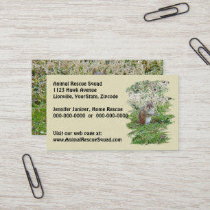 Eastern Chipmunk - Tamias striatus Business Card