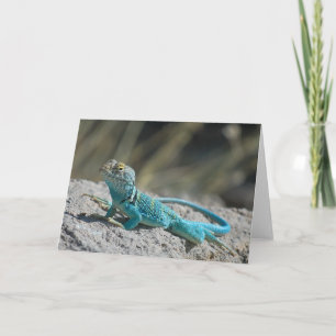 Eastern Collared Lizard Holiday Card