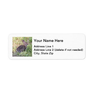 Eastern Cottontail
