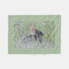 Eastern cottontail baby bunny
