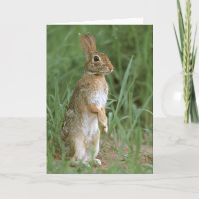 Eastern Cottontail Holiday Card (Front)