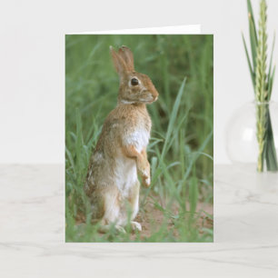 Eastern Cottontail Holiday Card