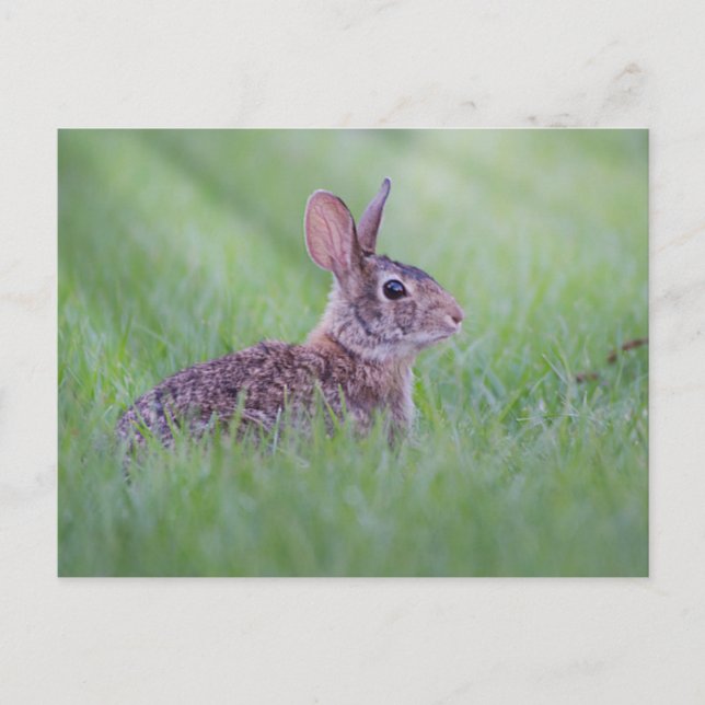 Eastern Cottontail Postcard (Front)