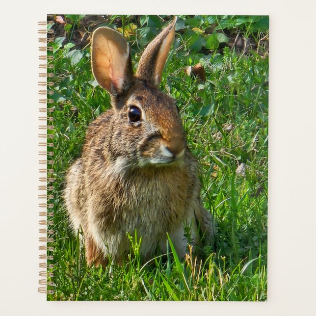 Eastern cottontail rabbit (Devant)
