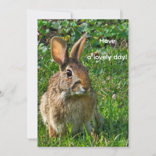 Eastern cottontail rabbit