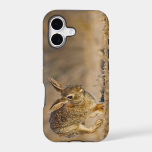 Eastern cottontail rabbit hopping