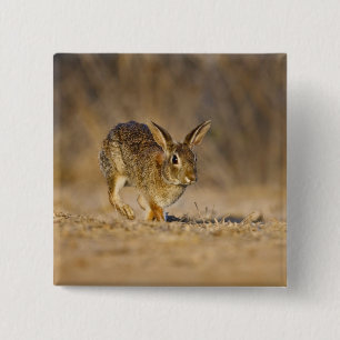 Eastern cottontail rabbit hopping 2 inch square button