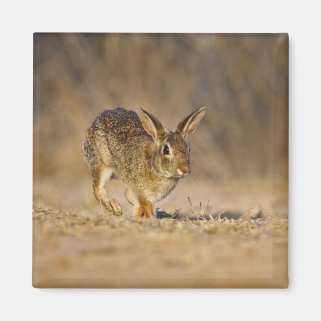 Eastern cottontail rabbit hopping magnet (Front)