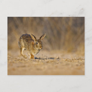 Eastern cottontail rabbit hopping postcard