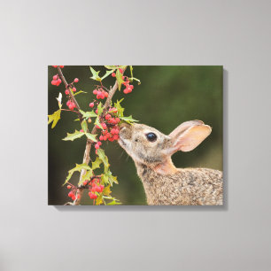 Eastern Cottontail South Texas Canvas Print