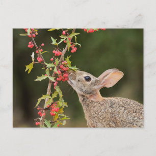 Eastern Cottontail   South Texas Postcard