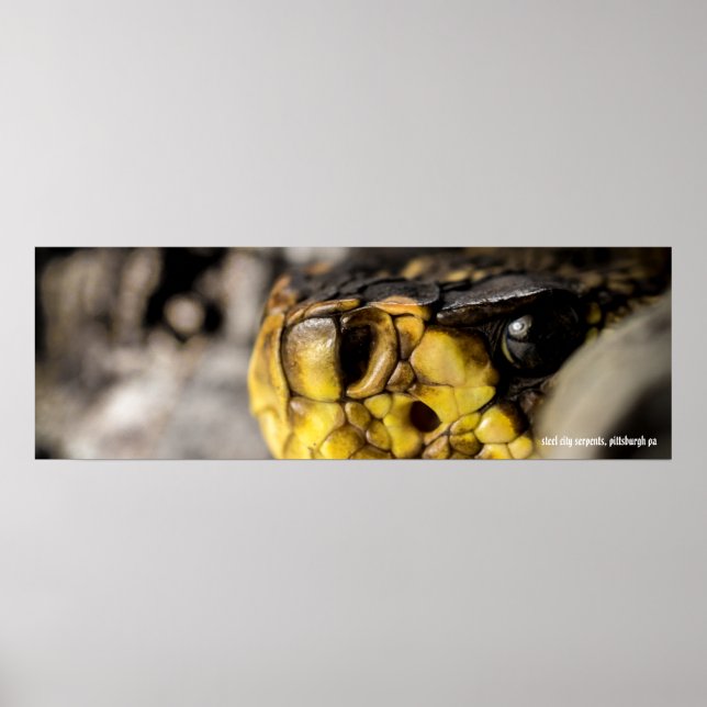 Eastern Diamondback Eye Poster (Front)