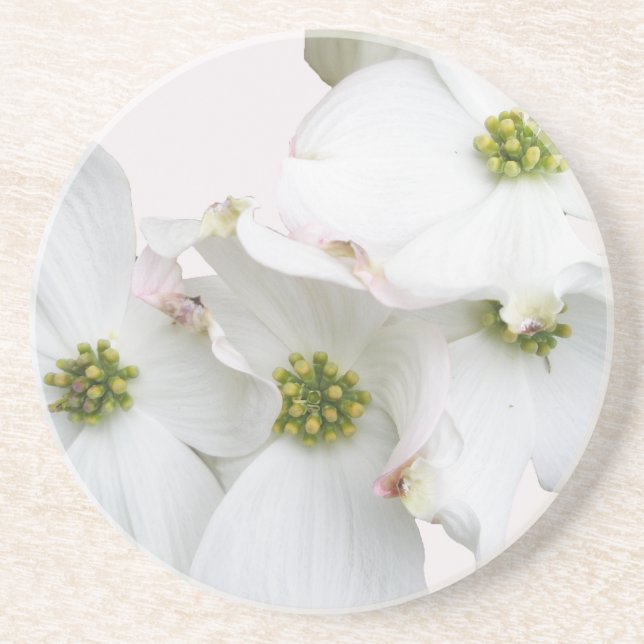 Eastern Dogwood Blossoms - Cornus florida Coaster (Front)