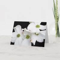 Eastern Dogwood Blossoms - Cornus florida