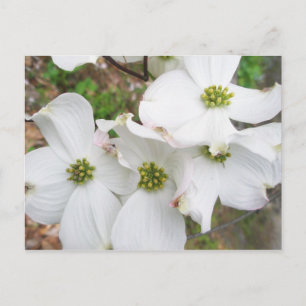 Eastern Dogwood Blossoms - Cornus florida Postcard