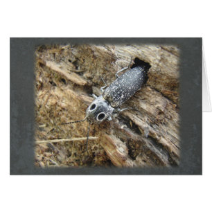 Eastern Eyed Elater Click Beetle - Alaus oculatus
