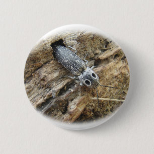 Eastern Eyed Elater Click Beetle - Alaus oculatus 2 Inch Round Button