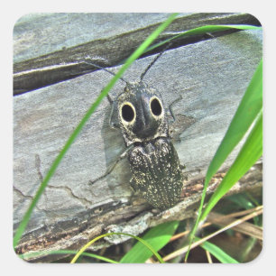 Eastern Eyed Elater Click Beetle - Alaus oculatus Square Sticker