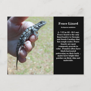 Eastern Fence Lizard Sc Wildlife Postcard