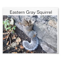 Eastern Gray Squirrel