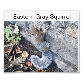 Eastern Gray Squirrel Photo Print