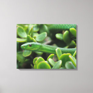 Eastern Green Mamba (Dendroaspis Angusticeps) Canvas Print