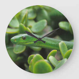 Eastern Green Mamba (Dendroaspis Angusticeps) Large Clock