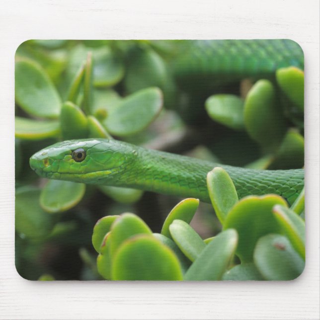 Eastern Green Mamba (Dendroaspis Angusticeps) Mouse Pad (Front)